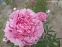Півонія "Пітерже Фрінд Вагенаар" (Paeonia "Pietertje Vriend Wagenaar") - 1