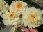 Півонія "Ванілла Шнапс" (Paeonia "Vanilla Schnapps") - 9