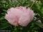 Півонія "Пінк Вангард" (Paeonia "Pink Vanguard") - 1