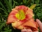 Лілійник "Аван Гард" (Hemerocallis "Avant Garde") - 4