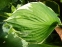 Хоста Форчуна вар. Ауреомаргіната (Hosta fortunei var. aureomarginata) - 3