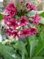 Первоцвіт японський (Primula japonica) або Примула японська - 2