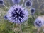 Головатень звичайний (Echinops ritro) - 3