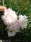 Півонія "Марілла Бьюті" (Paeonia "Marilla Beauty") - 6