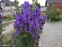 Аконіт Карміхеля (Aconitum carmichaelii) - 2