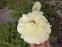 Півонія "Мелісса" (Paeonia "Melissa") - 8