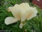 Півонія "Ванілла Шнапс" (Paeonia "Vanilla Schnapps") - 5