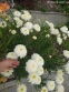 Королиця "Фіона Когхілл" (Leucanthemum x superbum "Fiona Coghill") - 3