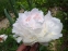 Півонія "Марілла Бьюті" (Paeonia "Marilla Beauty") - 3