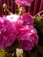 Півонія "Дрезден Пінк" (Paeonia "Dresden Pink") - 1