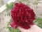 Півонія "Коммандо" (Paeonia "Commando") - 7