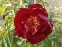Півонія "Червоний Оксамит" (Paeonia "Chervonyi Oksamyt") - 4
