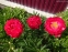 Півонія "Расберрі Шарм" (Paeonia "Raspberry Charm") - 1