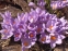Крокус етруський "Цваненбург" (Crocus etruscus "Zwanenburg") - 7