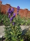 Аконіт Карміхеля (Aconitum carmichaelii) - 4