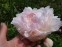 Півонія "Марілла Бьюті" (Paeonia "Marilla Beauty") - 2