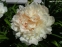 Півонія "Саммер Глоу" (Paeonia "Summer Glow") - 2