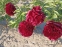 Півонія "Коммандо" (Paeonia "Commando") - 4