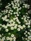 Ромашка виняткова "Сноу Драфт" (Matricaria eximia "Snow Draft") - 3
