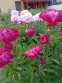 Півонія "Ніппон Перейд" (Paeonia "Nippon Parade") - 1