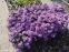 Айстра чагарникова "Леді Ін Блу" (Aster dumosus (Symphyotrichum) "Lady in Blue") - 1