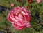 Півонія "Корал Шарм" (Paeonia "Coral Charm") - 1