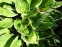Хоста Форчуна вар. Ауреомаргіната (Hosta fortunei var. aureomarginata) - 6