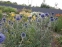 Головатень звичайний (Echinops ritro) - 2
