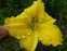 Лілійник "Лемон Електра" (Hemerocallis "Lemon Electra") - 3