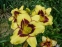 Лілійник "Ель Десперадо" (Hemerocallis "El Desperado") - 1