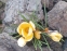 Крокус золотистий "Романс" (Crocus chrysanthus "Romance") - 1