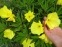 Енотера міссурійська (Oenothera missouriensis) - 2