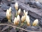 Крокус золотистий "Крім Бьюті" (Crocus chrysanthus "Cream Beauty") - 3