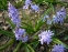 Проліски двулисті (Scilla bifolia) - 4
