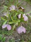 Чемерник червонуватий (Helleborus purpurascens) - 7