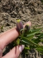 Рябчик ува вульпіс (Fritillaria uva vulpis) - 4
