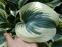 Хоста "Ферст Фрост" (Hosta "First Frost") - 3