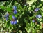 Цератостигма плюмбагоподібна (Ceratostigma plumbaginoides) - 9