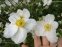 Анемона японська "Андреа Аткінсон" (Anemone japonica "Andrea Atkinson") - 9