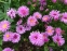 Айстра чагарникова "Розенвіхтель" (Aster dumosus (Symphyotrichum) "Rosenwichtel") - 1