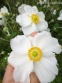 Анемона японська "Андреа Аткінсон" (Anemone japonica "Andrea Atkinson") - 2
