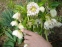 Чемерник гібридний "Харвінгтон Дабл Вайт Спеклед" (Helleborus x hybridus "Harvington Double White Speckled") - 4