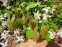 Горянка пишна "Нівеум" (Epimedium x youngianum "Niveum") - 2