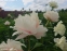 Півонія "КімСю" (Paeonia "KimSue") - 10