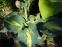 Хоста "Дрім Квін" (Hosta "Dream Quee") - 4