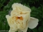Півонія "Ванілла Шнапс" (Paeonia "Vanilla Schnapps") - 7