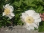Півонія "Блашінг Прінцесс" (Paeonia "Blushing Princess") - 11