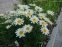 Королиця "Літл Прінцесс" (Leucanthemum x superbum "Little Princess") - 4