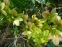 Чемерник нігеркорс "Снов Лав" (Helleborus × nigercors "Snow Love") - 5