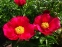 Півонія "Америка" (Paeonia "America") - 1